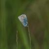 Silver-studded Blue